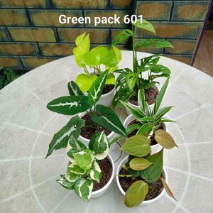 Green Pack 601