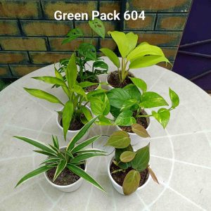 Green Pack 604