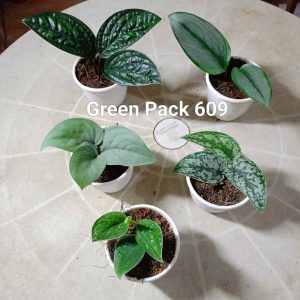 Green Pack 609